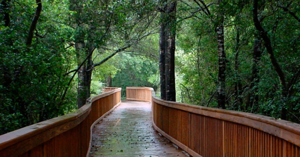 A path through the woods