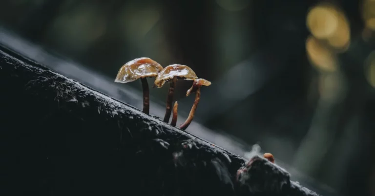 Mushrooms growing in forest