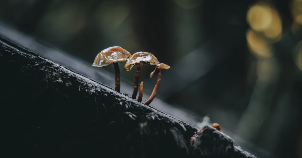 Mushrooms growing in forest