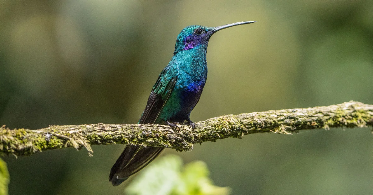 A focused hummingbird capturing the themes of patience, stillness, and natural rhythm in the memoir writing process.